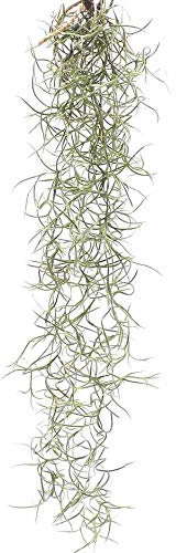 Biotope Aquatics Ltd - Hanging Air Plant - Spanish Moss - MINI Starter Portion - Live Airplant House Vivarium Decor Plant, Wedding, Crafting (Tillandsia Usneoides) - Create Jellyfish Airplant