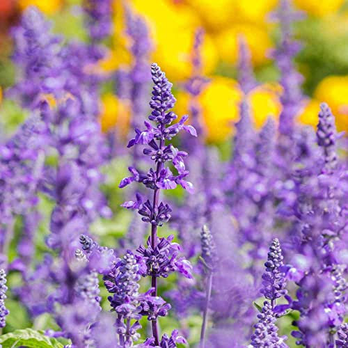 Salvia di Prato - 50 Semi - Salvia Pratensis - Salvia Clory - Graines de Salvia bleues - NPWS