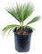 Palma messicana Washingtonia robusta pianta in vaso ø9 cm h. 20/40 cm Vivaio di Castelletto