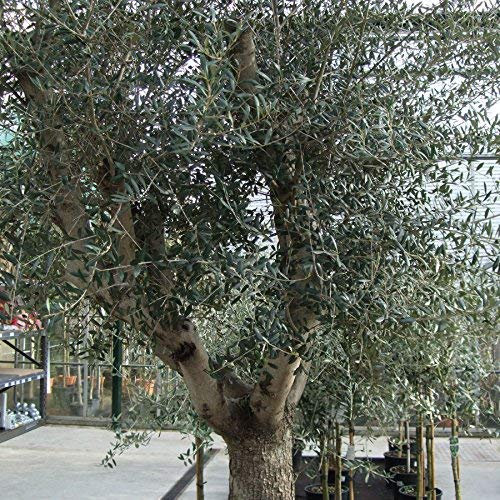 seedsown Olea Europaea - Olivenbaum - 5 Samen