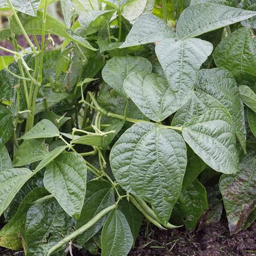 semillas de frijol de enrame orgánico - balcón resistentes, raras perennes 15pcs