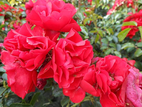 Scarlet Flower Carpet - Ground Cover Rose -Large Clusters of deep Scarlet semi-Double Blooms - 4L Potted Rose