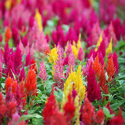 Planta Celosia Cresta Gallo Amaranta Plumosa Mix Color Planta Premium Increíble