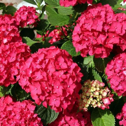 Hortensie Hydrangea macrophylla rot 30–40 cm im Topf | 1x blühende Bauernhortensie großblumig & winterhart | sofort pflanzbar