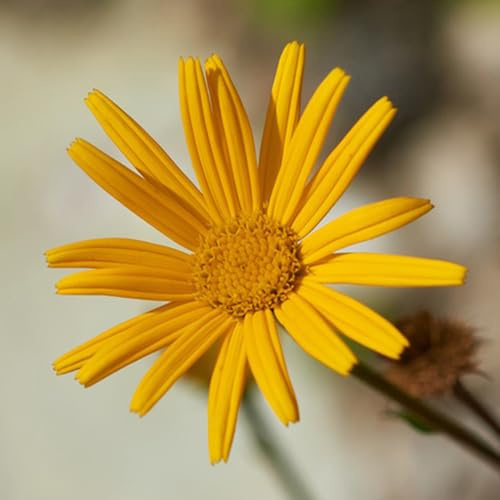 Semi di arnica, arnica montana, semi di campo 350pcs