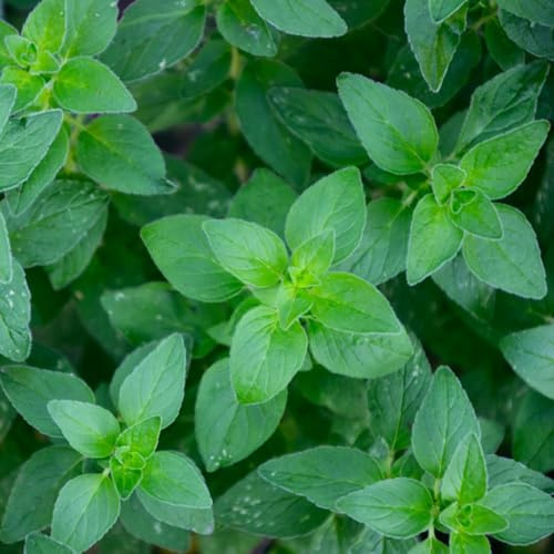 semillas de mejorana perenne - balcón jardín 100pcs