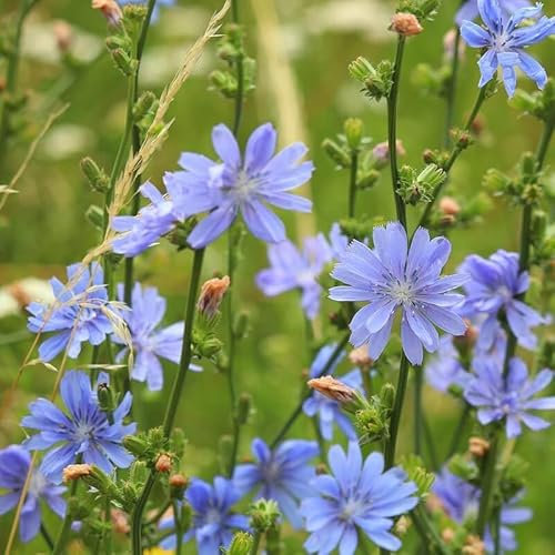 250 Graines de Chicorée Sauvage - Cichorium Intybus - Vivace rustique - Fleurs Bleu - Fleur Jardin - 317