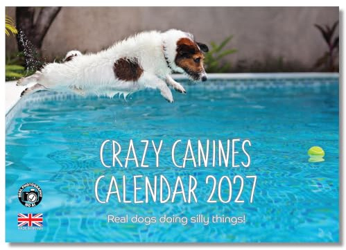 2027 A4 Dogs calendar. Crazy Canines calendar. One Month to View. A3 when open. Funny Dogs Wall Calendar by Absolutely Yours.