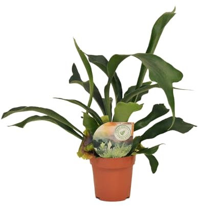 Platycerium bifurcatum - 25-35cm - Ø12cm - Plante d'intérieur - Vert persistant