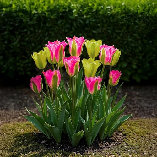Blomsterlökar - Tulpan 'Strawberry Lemonade' - Olika färger - 12 stycken - Lökstorlek 11/12-20-50cm - Ø5cm - Trädgårdsväxt - Flerdeal