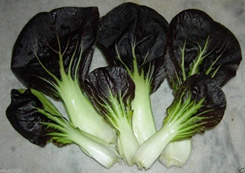 PAK Choi~dark Purple Leaf Pak Choi Non-heading Leaf Chinese Cabbage~300 Seeds