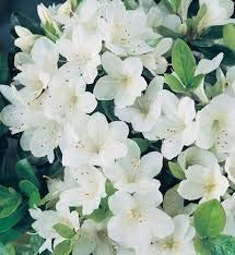 Generic Fresh 100pcs Rhododendron Flower Seeds for Planting White