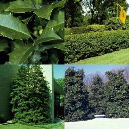 Houx d'Amérique Ilex Opaque