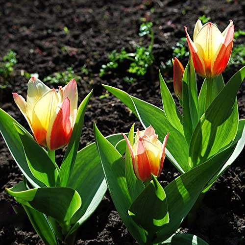 Tulpenzwiebeln Winterhart MehrjäHrig Blumenzwiebeln Zierlauch Zwiebeln Frisch Blumen Gartendeko FüR DraußEn Wildtulpen Zwiebeln Dipladenia Gartenpflanzen Balkonblumen 10 Tulpen Zwiebeln RotWeiß