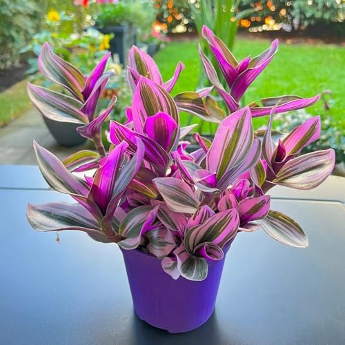 200 pcs Grünlilien samen- zimmerbonsai bonsai Chlorophytum comosum hochbeete für garten pflanzen samen indoor bonsai topf balkonpflanzen indoor garden luftreinigende zimmerpflanzen