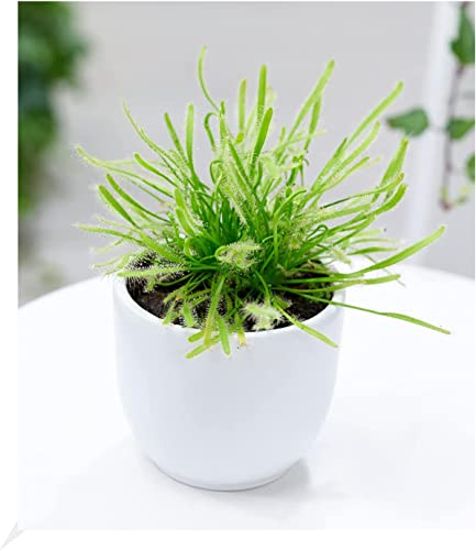 BALDUR Garten Fleischfressende Pflanze Sonnentau, 1 Pflanze, Drosera, natüricher Fliegenfänger Zimmerpflanze, Grünpflanze, mehrjährig - frostfrei halten