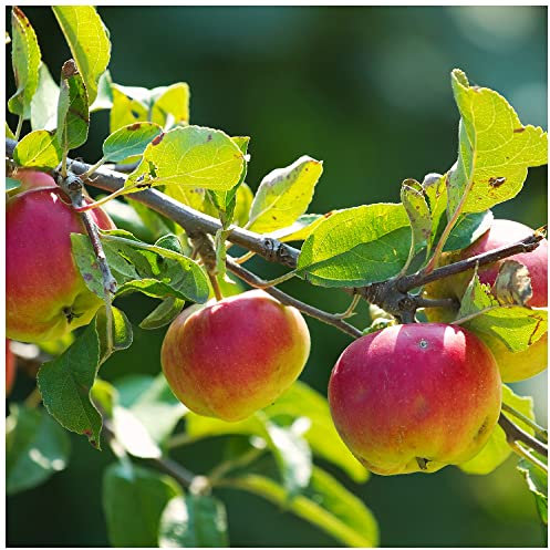Howgate Wonder Apple Tree 4-5 ft Ready to Fruit, Juicy & Sweet,Cook & Eat 3fatpigs®