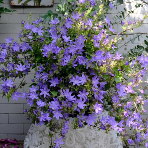 semillas de campanilla, jardín son resistentes, Campánula mediana, orgánicas, jardín de cortadas de variedades 350pcs
