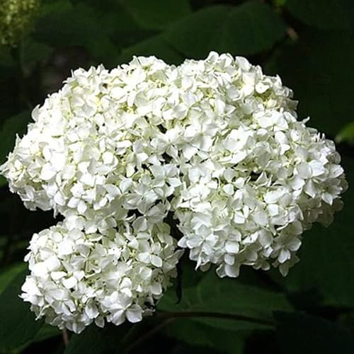 3 x Hydrangea Paniculata 'Praecox' - Rispenhortensie 'Praecox' 40-50 cm im Container