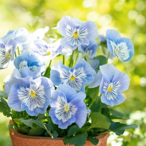 stiefmütterchen pflanzen samen, hängepflanzen winterhart mehrjährig winterharte stauden dauerblüher gartendeko für draußen frühlingsblumen blumen für garten topf pflanze deko blumen 100pcs