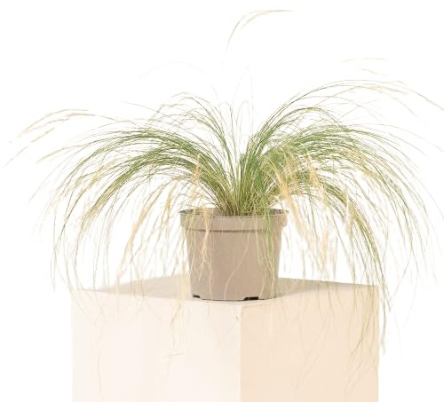 Stipa Natural Planta Ornamental Fácil de Cuidar