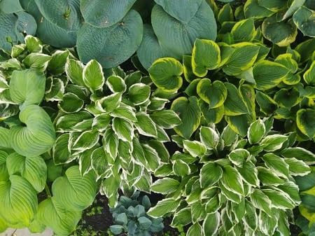 graines de plantes hosta 100 pièces vertes