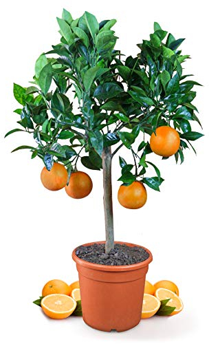Meine Orangerie Orangenbaum Mezzo - echte Orange - Zitruspflanze - 70 bis 90 cm - Citrus sinensis - Orange Tree - veredelter Apfelsinenbaum in Gärtner-Qualität