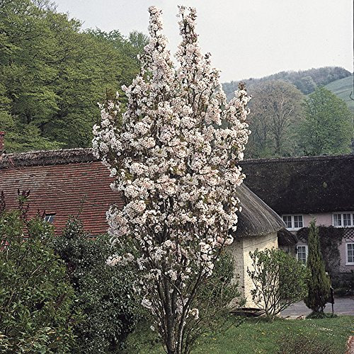 Flowering Cherry Tree 'Amanogawa' Bare Root 120-150cm