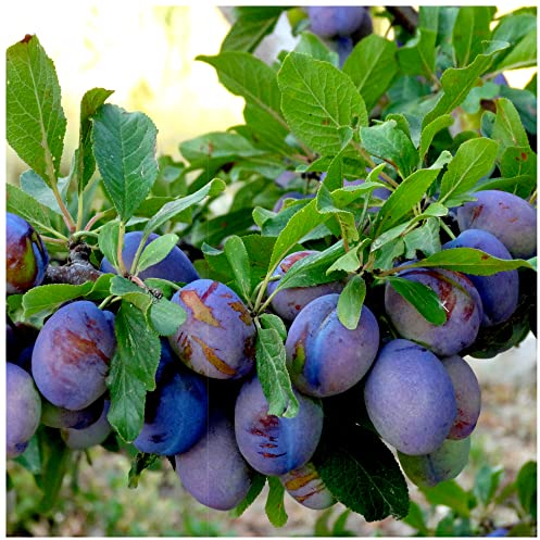 Merryweather Damson Tree 4-5ft, 6L Pot, Self-Fertile & Heavy Cropping 3fatpigs®