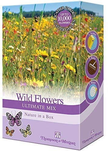 Wildflower Seeds for The Garden Perennial Annual Plants Grow Your Own UK Wild Flower Seed Mix Poppies, Meadow Flowers & Grasses Bee Friendly Blooms 1 x 15g Mixed Pack by Thompson & Morgan
