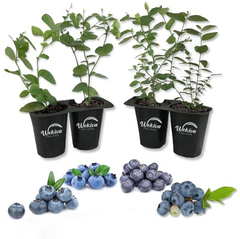 Blueberry Variety Pack - 4 Live Starter Plants - Four Live Starter Plants for Your Edible Garden