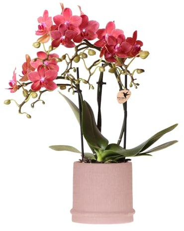 Kolibri Orchids | Rote Orchidee Congo + Bali Zierpot Sand - Topfgröße Ø9cm | blühende Zimmerpflanze - frisch vom Züchter