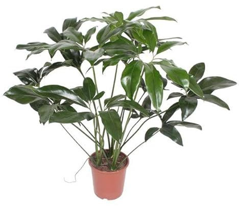 Milagro verde filodendro - 120 cm - ø27