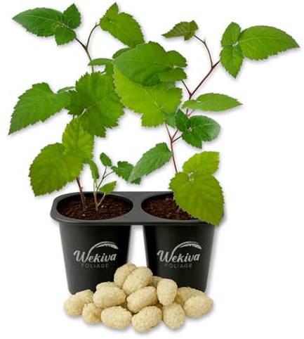 Snowbank BlackBerry Plant - 2 Live Starter Plants - Rubus - Edible Fruit Bearing Bush for Patio and Garden