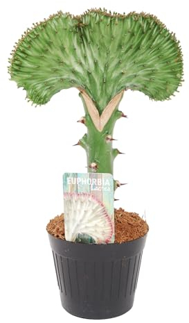 Trendyplants special - Euphorbia lactea Cristata grün - Kaktus - Höhe 25-45 cm - Topfgröße Ø12cm
