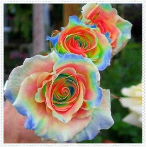 Rosen Zwiebeln, Kletterpflanzen,Winterhart MehrjäHrig,Gartenblumen，Rosenrhizom，Duftende Blumen,Topfpflanzen, Winterharte, Rosen, Rosen Pflanze-1rhizome-B