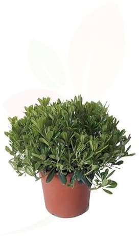 Pittosporum Natural Arbusto de Exterior Conocido como Azahar de la China