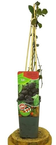 Zarzamora Natural Planta de Cultivo Exterior Ideal para Jardines o Terrazas