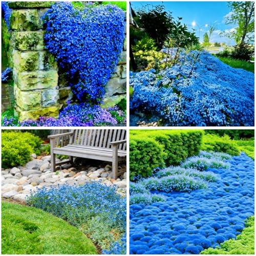 Mixrug 15000+ semi di timo blu striscianti, semi di timo lanoso blu, cimelio non OGM, copertura del terreno resistente alla siccità, semi di timo, tappeto grigio argento per tra pietre miliari e