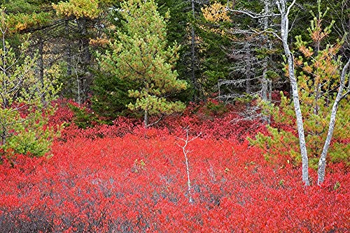 ArtExpert Maine Red blueberry bushes in Acadia National Park by Joanne Wells - 24x16 Art Print Poster