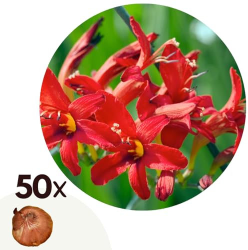 Plant in a Box - Montbretia - Crocosmia ‘Lucifer’ - 50 blomsterlökar - Röd sommarblommande perenn för trädgården