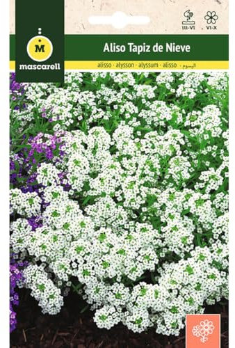 Mascarell Semillas, ALISO TAPIZ DE NIEVE, Semillas Flores Exterior para Decoración, Flor Mediterránea