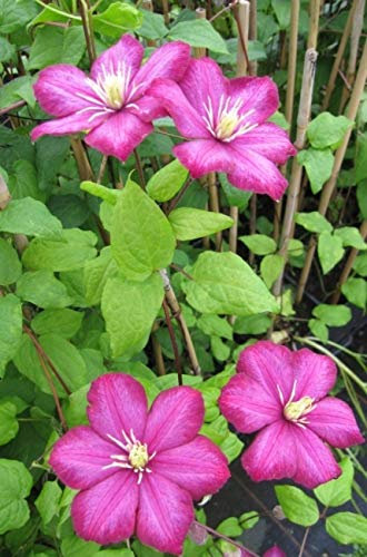 Clematis Ville de Lyon (60-100 cm) - Waldrebe/Klematis