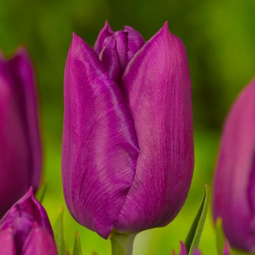 Bulbes de tulipes Double Violet Passion (20 pièces) tulipes exclusives de Hollande, résistantes au froid et vivaces pour le jardin, les pots, le balcon d'Amsterdam (gros bulbes, pas de graines)