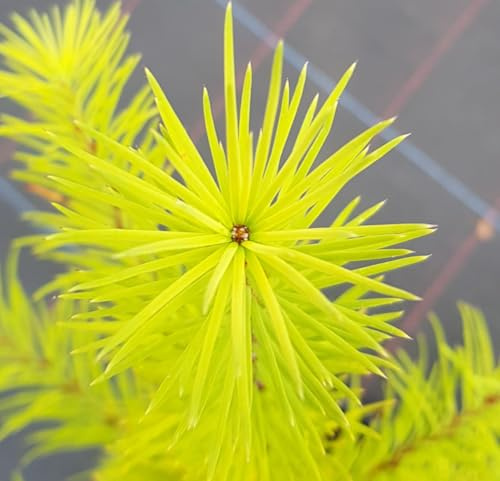 Larix kaempferi/Mélèze du Japon/Conteneur de 2 à 2.9 litres/Conifère Caduc