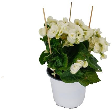 Begonia Natural Planta Ornamental para Exteriores con Flores