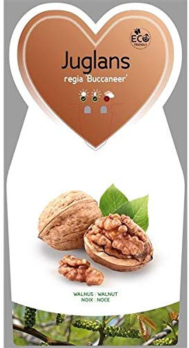 Juglans regia Buccaneer Veredelung ca. 120 cm - Walnussbaum - Gemeine Walnuss