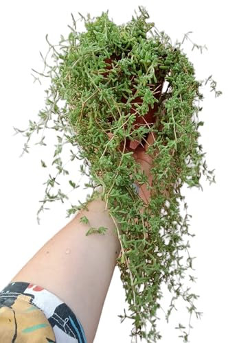 Pianta barba di giove Drosanthemun Hispidum succulenta pendente vera - vaso Ø14 cm