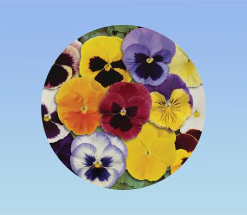 400 graines pensée géante Suisse variée - Viola x wittrockiana - plante ornementale - mixtes