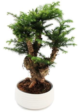 Zimmerbonsai - Araucaria cunninghamii - Zimmertanne - Neuguinea-Araukarie - ca. 65cm hoch - 26cm Schale Weiß Keramik